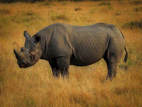 rhino black rhino on field wildlife