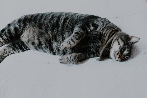pet black tabby cat lying on white surface cat
