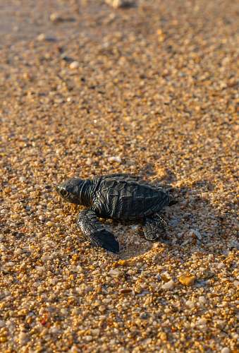 turtle black turtle on seashore reptile