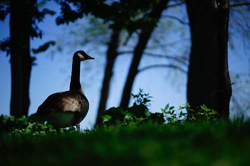 bird blsck peacock near trees grass