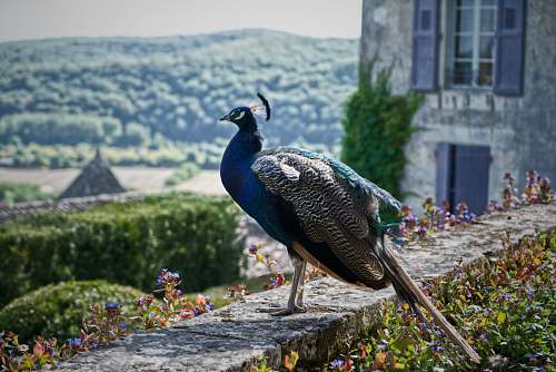 bird blue and gray fowl a peacock