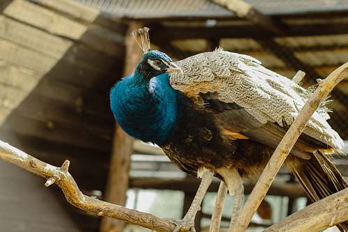 bird blue and gray peacock peacock