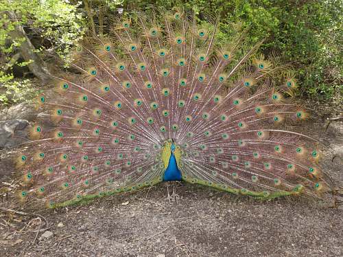 bird blue and green Peacock peacock