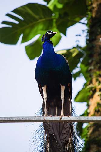 bird blue and green peafowl trivandrum