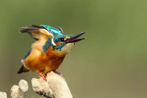 bird blue and orange Kingfisher perched on branch taiwan