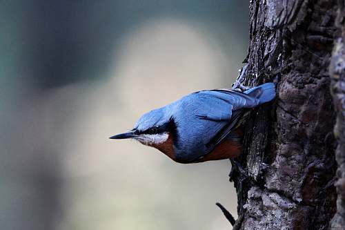 bird blue and red kingfisher bird jay