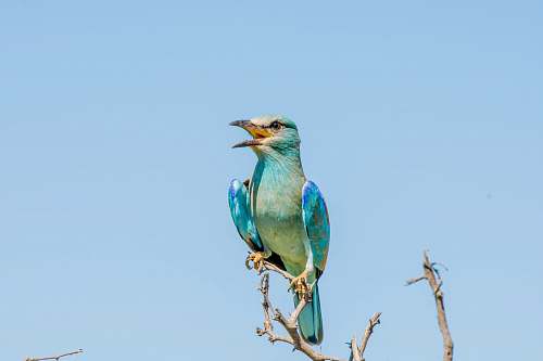 bird blue bird perched on tree branch jay