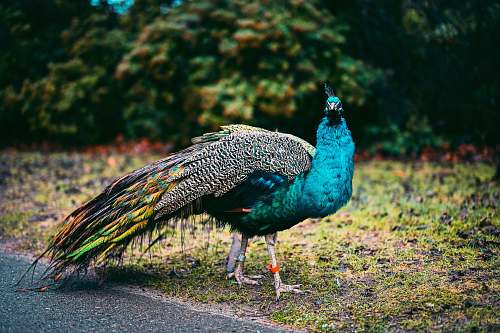 bird blue, green, and black peacock photograph peacock