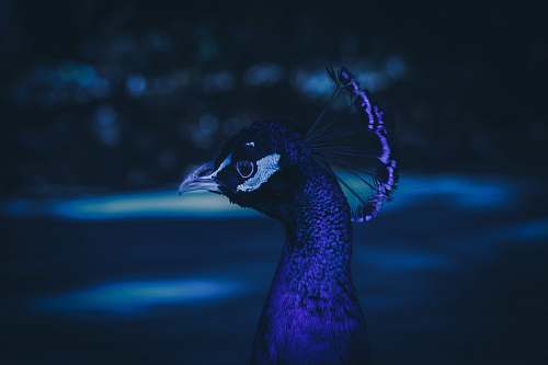 bird blue peacock peacock