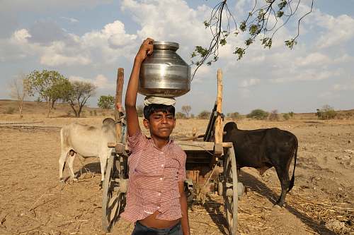 cattle boy in red dress shirt cow
