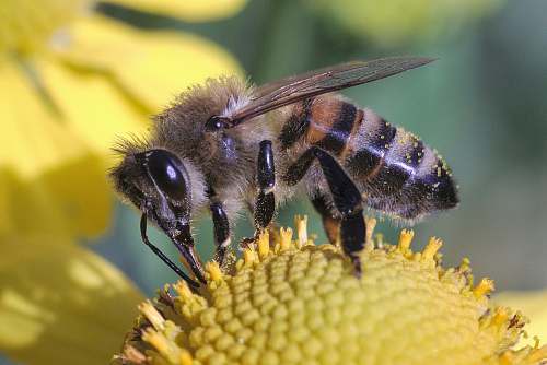 bee brown and black bee fetched on yellow flower honey bee