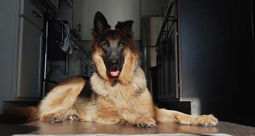 dog brown and black dog canine