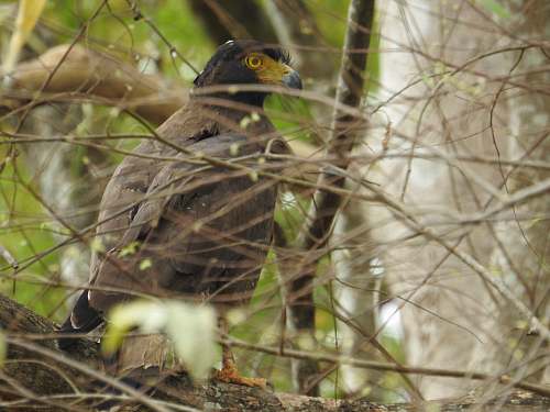 bird brown and black eagle accipiter