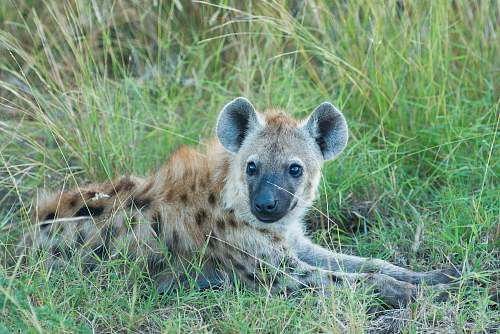 hyena brown and black hyena lying on green grass at daytime wildlife