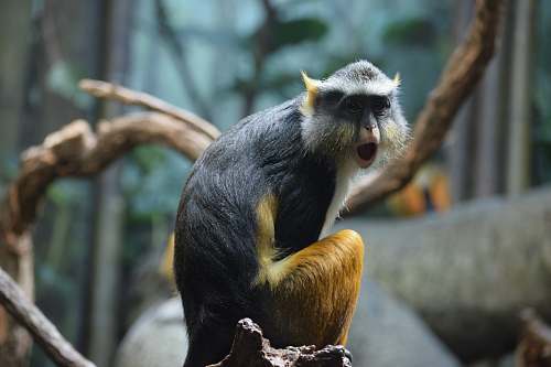 mammal brown and black monkey selective focus photography monkey