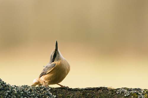 bird brown and gray bird jay