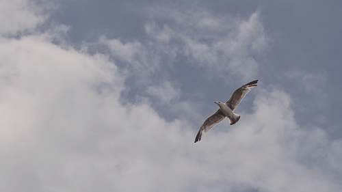 bird brown and white bird during day time seagull