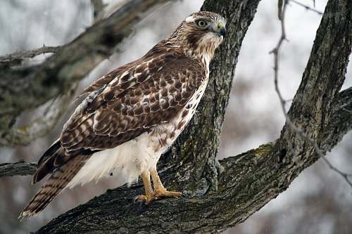bird brown and white bird on tree branch hawk