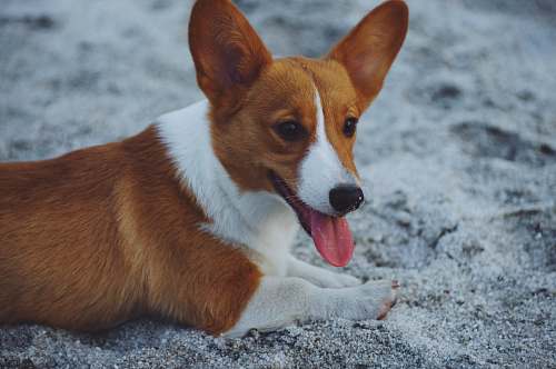 canine brown and white dog on gray sand dog