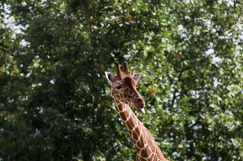 mammal brown and white giraffe behind green leafed tree giraffe
