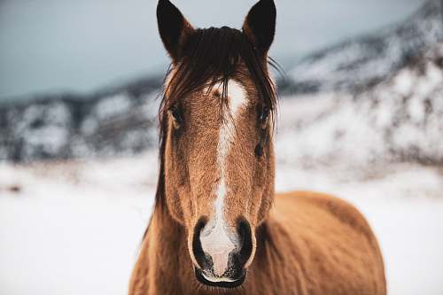 horse brown and white horse mammal