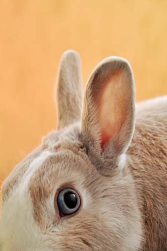 rabbit brown and white rabbit bunny