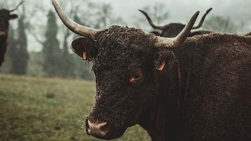 cow brown animal cattle