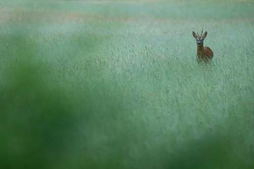 mammal brown antelope antelope
