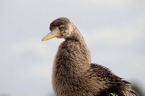 bird brown bird facing sideways anhinga