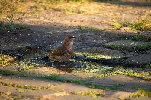bird brown bird in water anthus