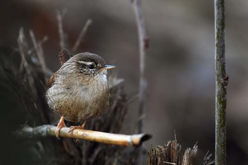 bird brown bird on brown tree branch wren