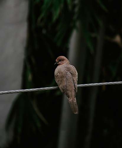 bird brown bird on gray string accipiter