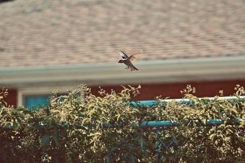 anthus brown bird on green green leaf plant bird