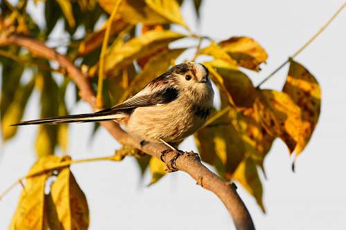bird brown bird perching on branch leaf