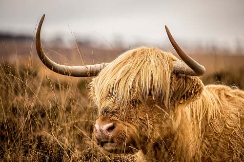mammal brown bison on grassfield bull