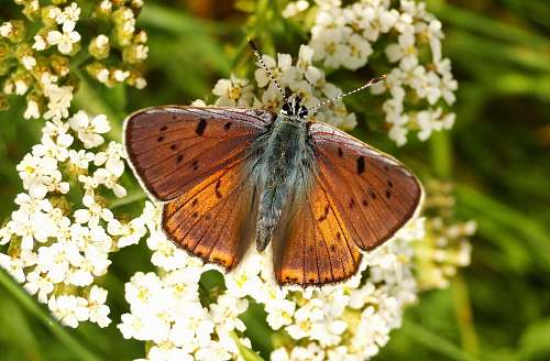 butterfly brown butterfly perched on flowers insect