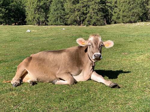 cow brown cattle in green field during daytime cattle