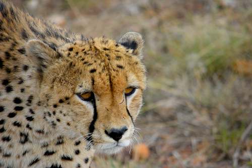 mammal brown Cheetah cheetah