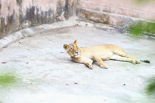 mammal brown cougar lying down on ground lion