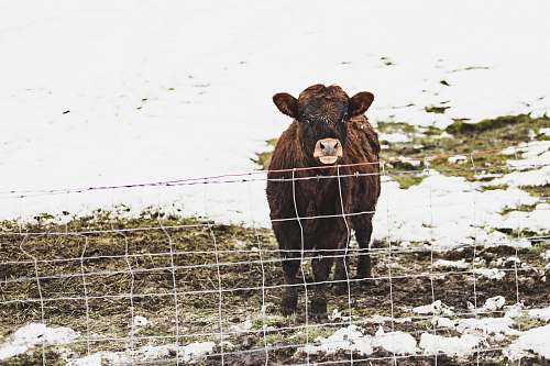 cattle brown cow cow