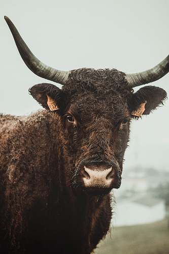 cow brown cow mammal