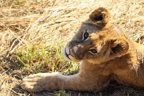 mammal brown cub on brown grass lion