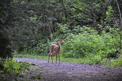 antelope brown deer beside road mammal