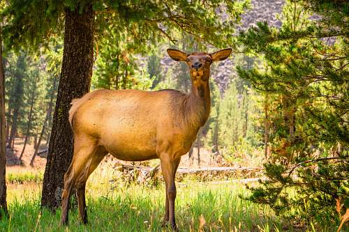 wildlife brown deer beside trees mammal