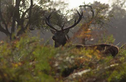 deer brown deer during daytime elk