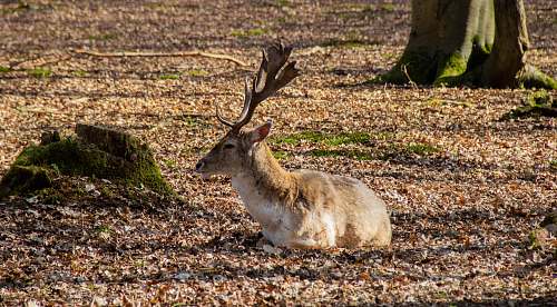 mammal brown deer on ground antelope