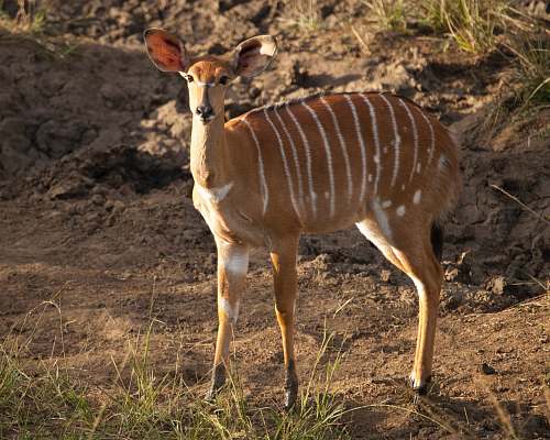 wildlife brown deer on land bongo