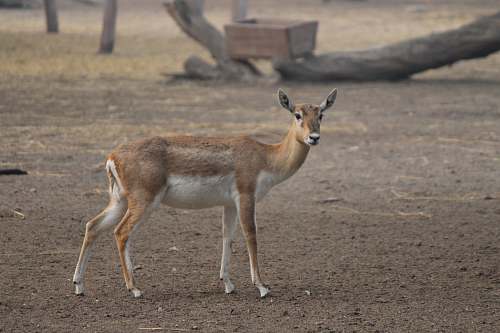 mammal brown deer on soil field antelope
