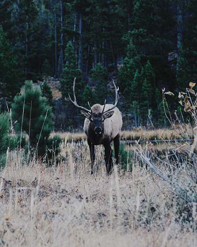 wildlife brown deer photograph deer