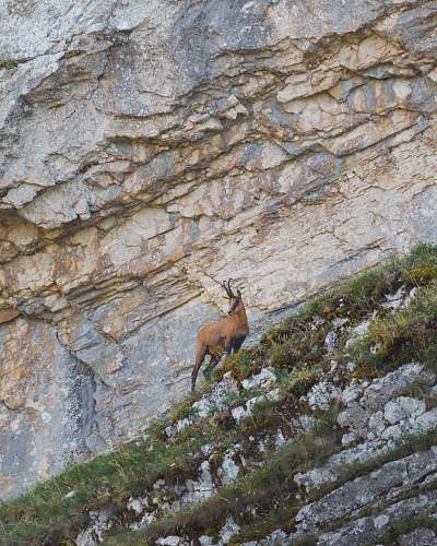 kangaroo brown deer photography mammal